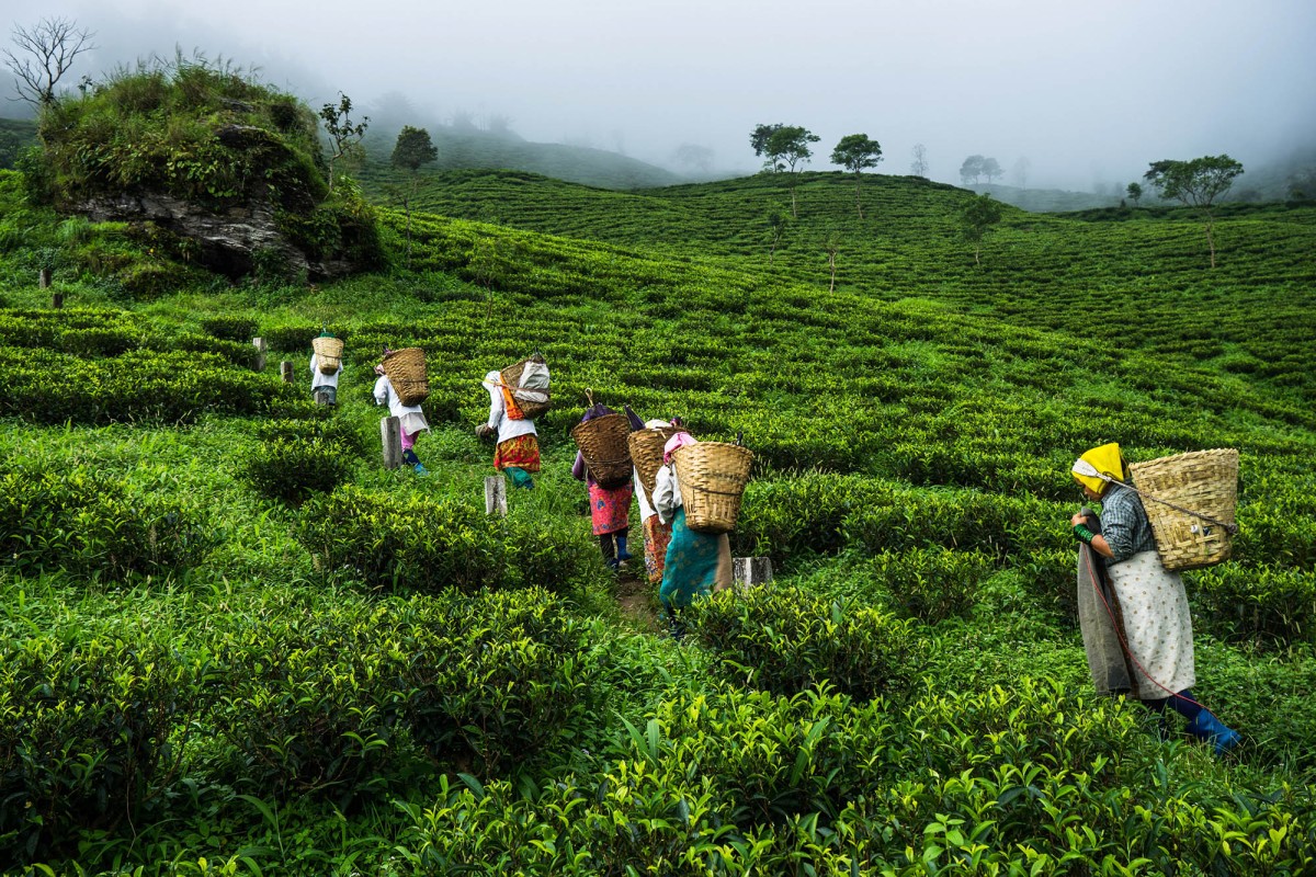 Makaibari Tea Estate