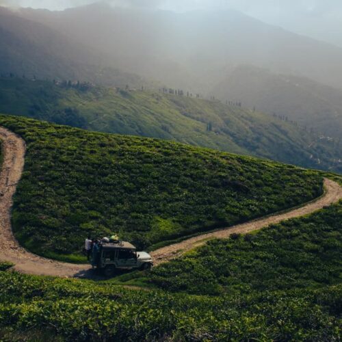 Arya Tea Estate, Darjeeling By Adarsh Rai