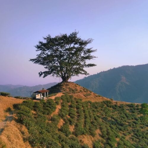 Sivitar Tea Estate ( १२ नम्बर, लिप्सेत ), Mahanadi, Kurseong