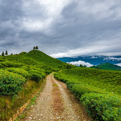 This Is A Place Where The World-Famous Tea Comes From, Darjeeling Tea Garden