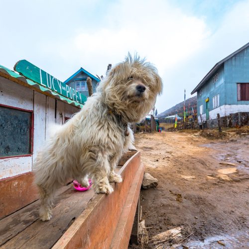 Lhasa apso looking anxiously to those who pass by at Sandakhphu