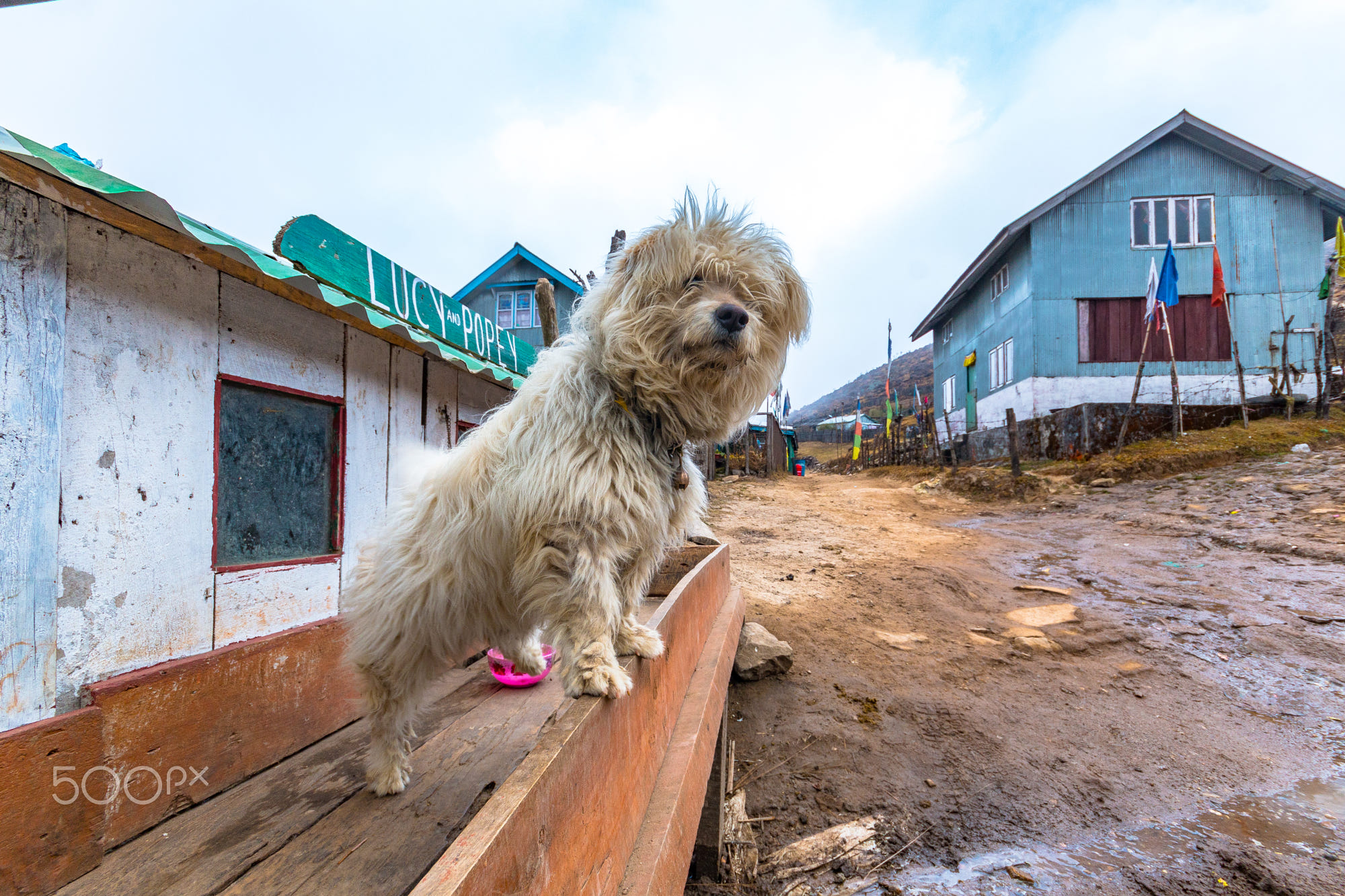 Lhasa apso looking anxiously to those who pass by at Sandakhphu