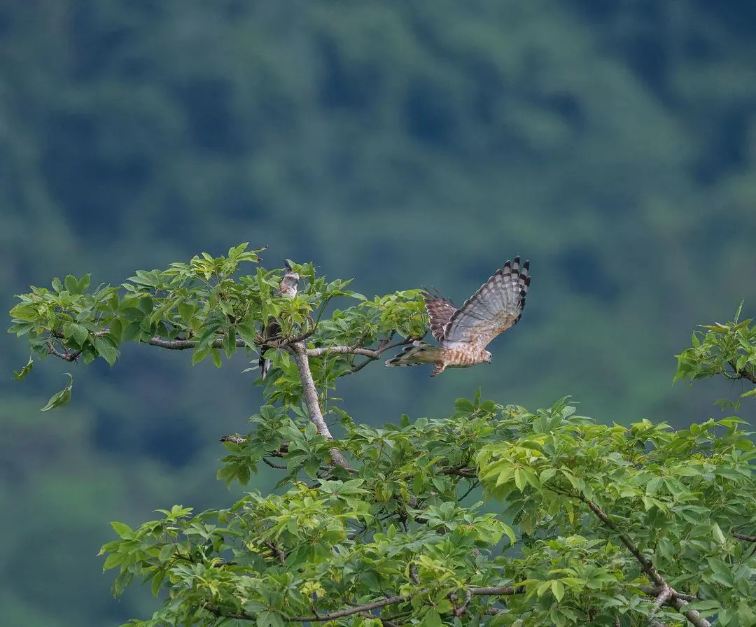 Mahananda Wildlife Sanctuary