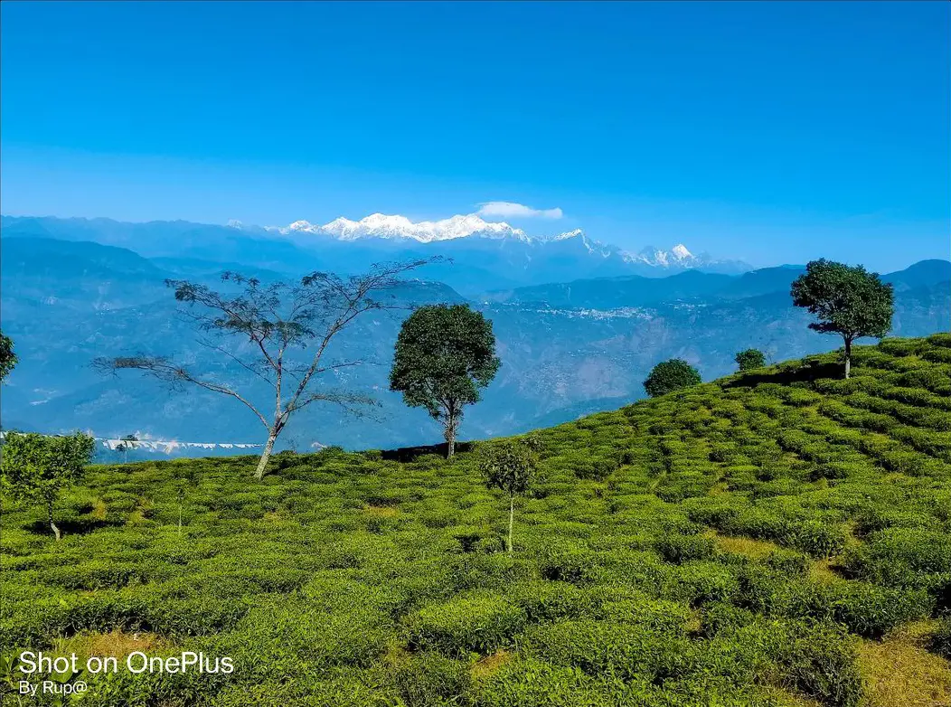 Tinchuley, Darjeeling