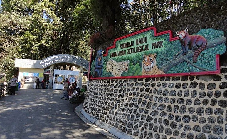 Padmaja Naidu Zoological Park » Inside Darjeeling