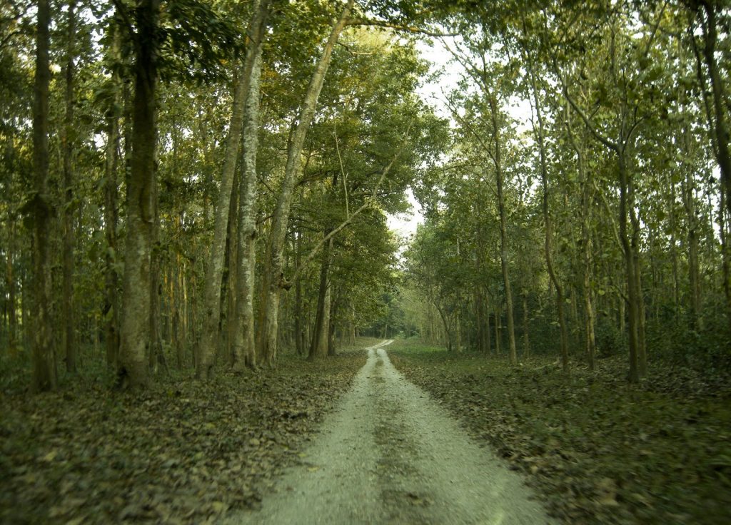 Chilapata Forest 