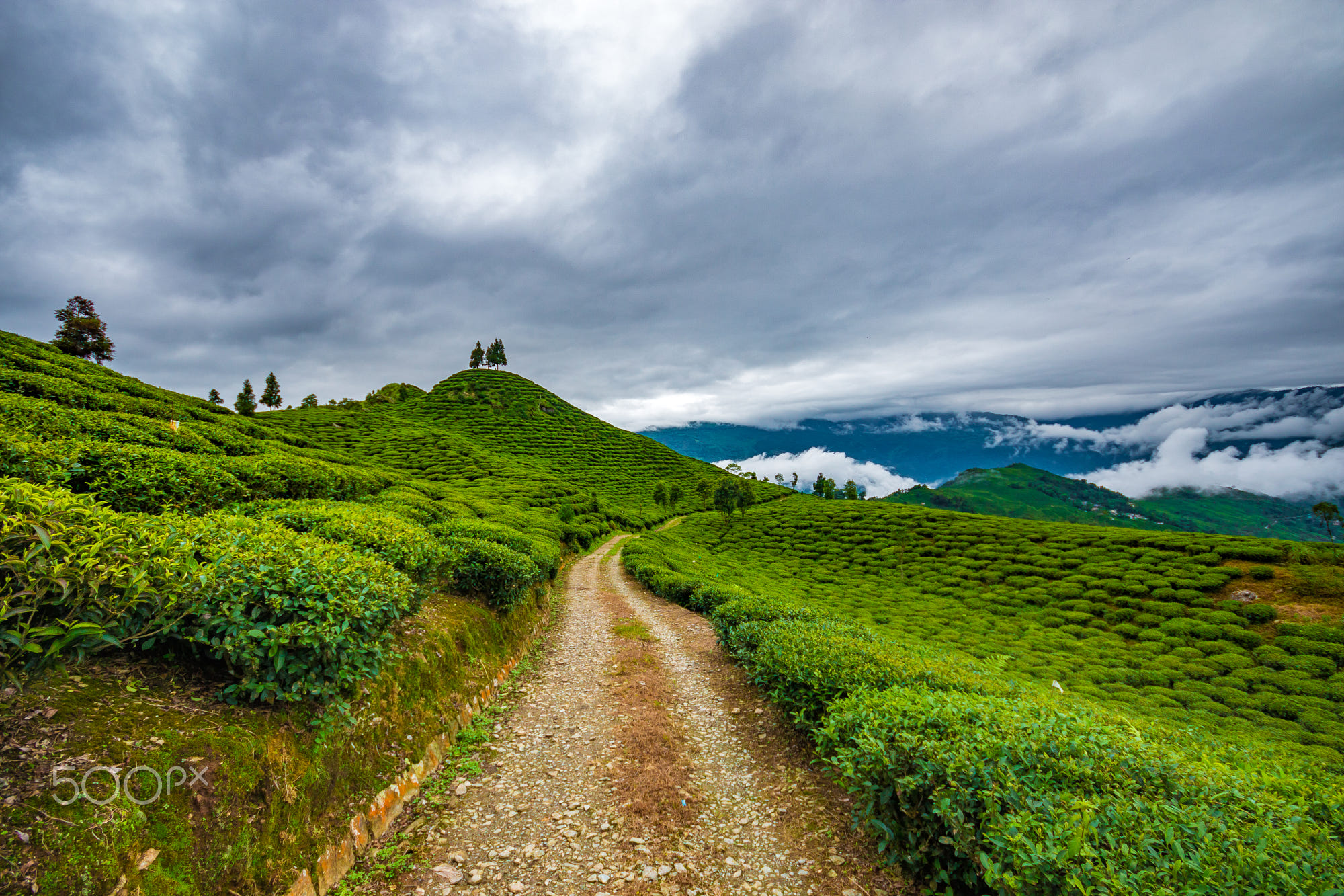 This Is A Place Where The World-Famous Tea Comes From, Darjeeling Tea Garden